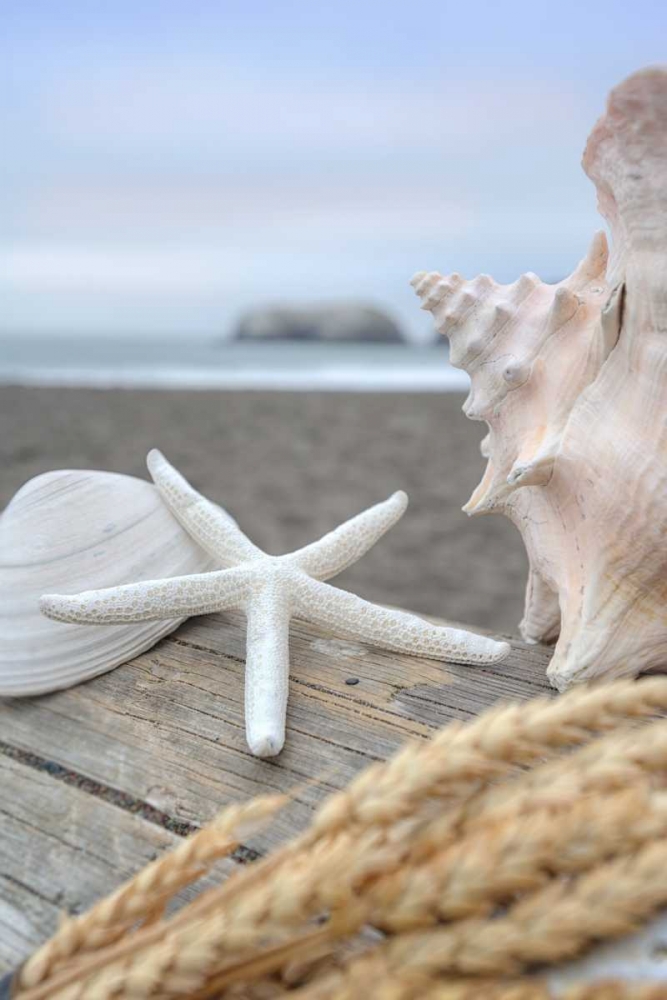 Crescent Beach Shells 12 art print by Alan Blaustein for $57.95 CAD
