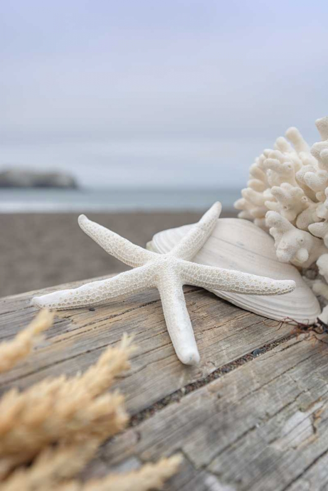 Crescent Beach Shells 13 art print by Alan Blaustein for $57.95 CAD