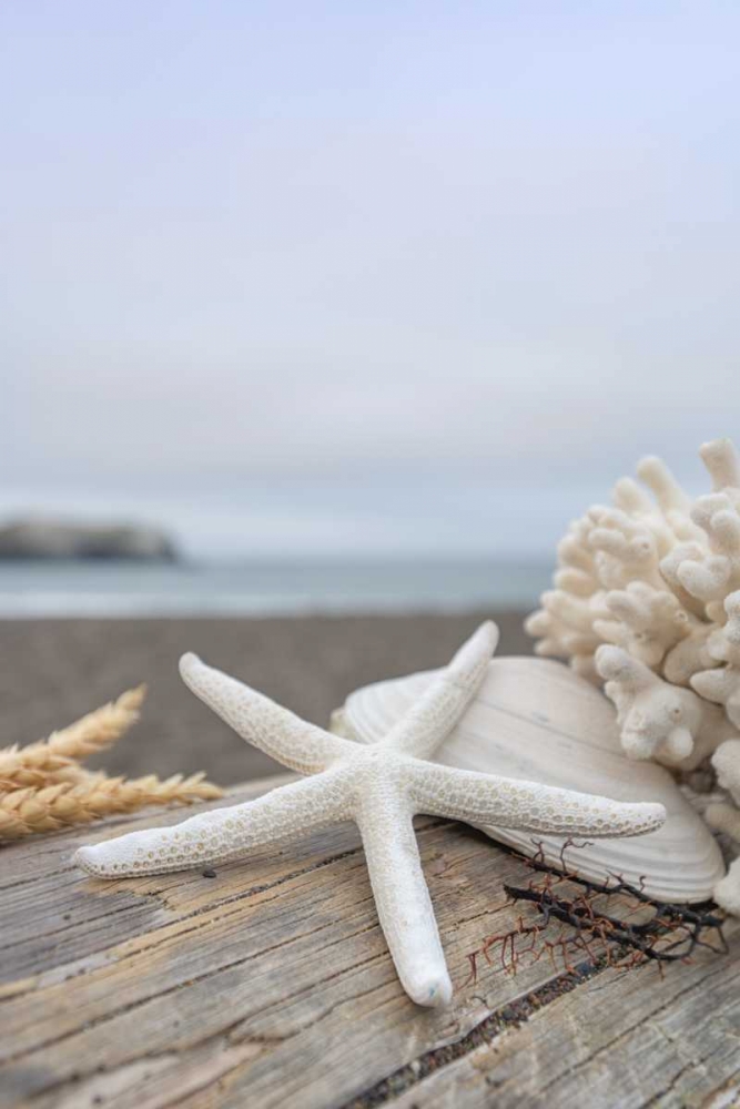 Crescent Beach Shells 14 art print by Alan Blaustein for $57.95 CAD