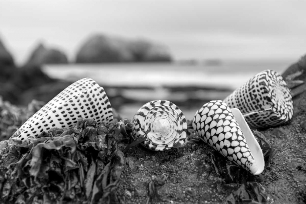 Crescent Beach Shells 3 art print by Alan Blaustein for $57.95 CAD