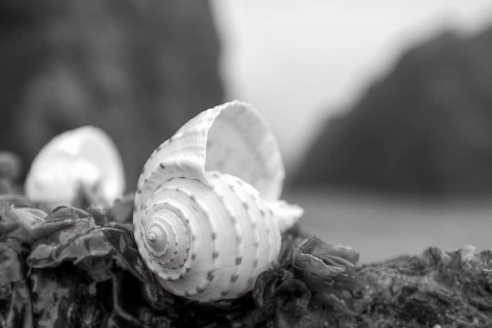 Crescent Beach Shells 1 art print by Alan Blaustein for $57.95 CAD