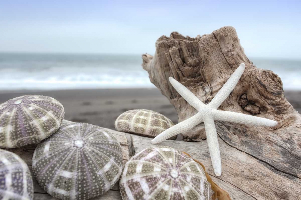 Crescent Beach Shells 5 art print by Alan Blaustein for $57.95 CAD