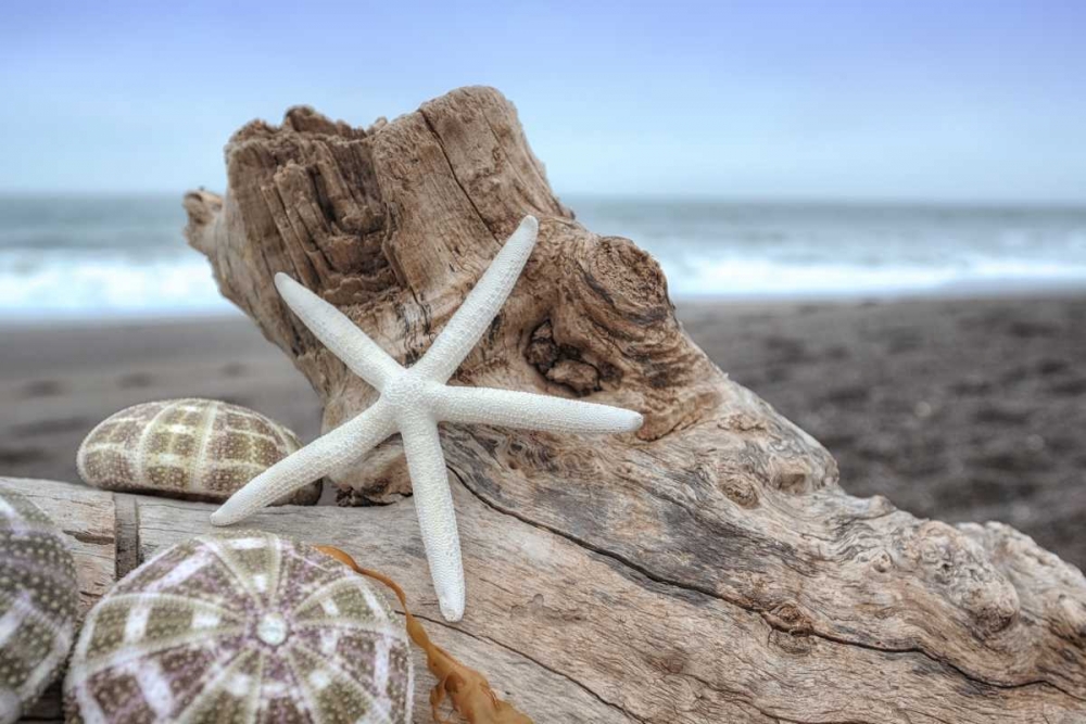 Crescent Beach Shells 6 art print by Alan Blaustein for $57.95 CAD