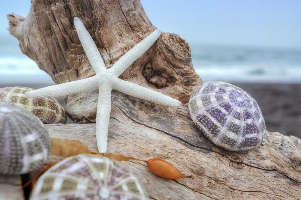 Crescent Beach Shells 7 art print by Alan Blaustein for $57.95 CAD