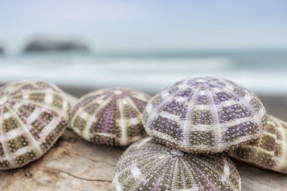 Crescent Beach Shells 8 art print by Alan Blaustein for $57.95 CAD