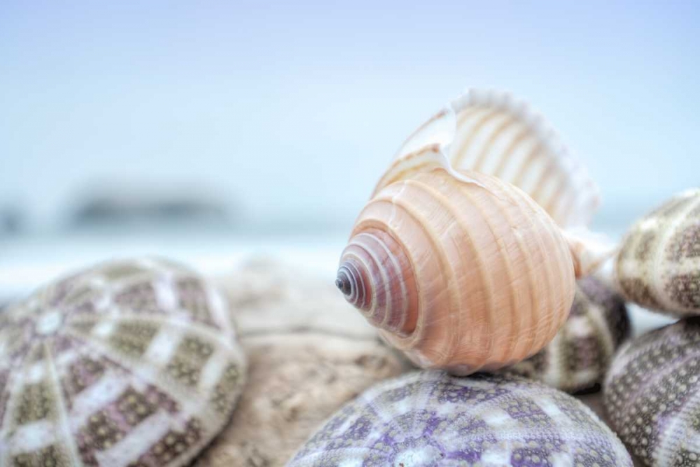 Crescent Beach Shells 15 art print by Alan Blaustein for $57.95 CAD