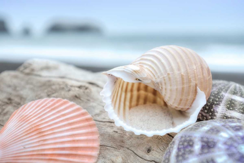Crescent Beach Shells 9 art print by Alan Blaustein for $57.95 CAD