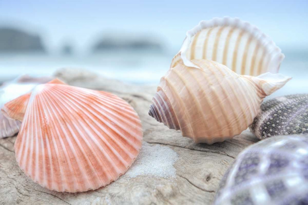 Crescent Beach Shells 10 art print by Alan Blaustein for $57.95 CAD