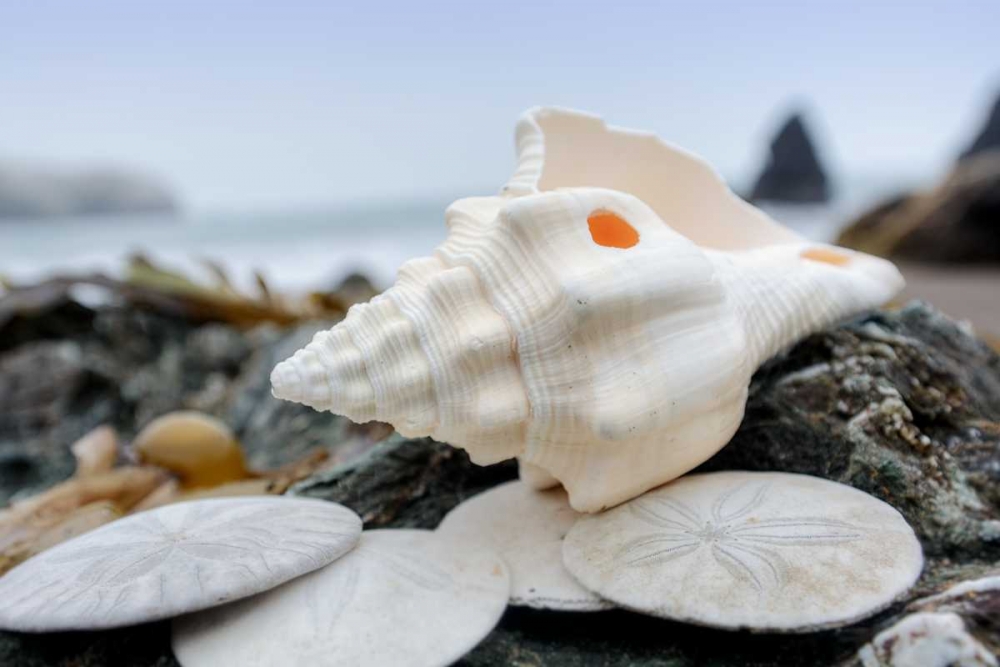 Crescent Beach Shells 11 art print by Alan Blaustein for $57.95 CAD