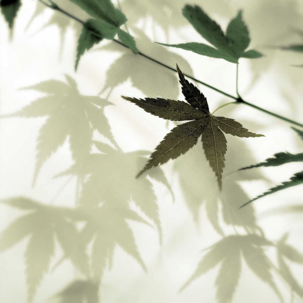 Japanese Maple #1 art print by Alan Blaustein for $57.95 CAD