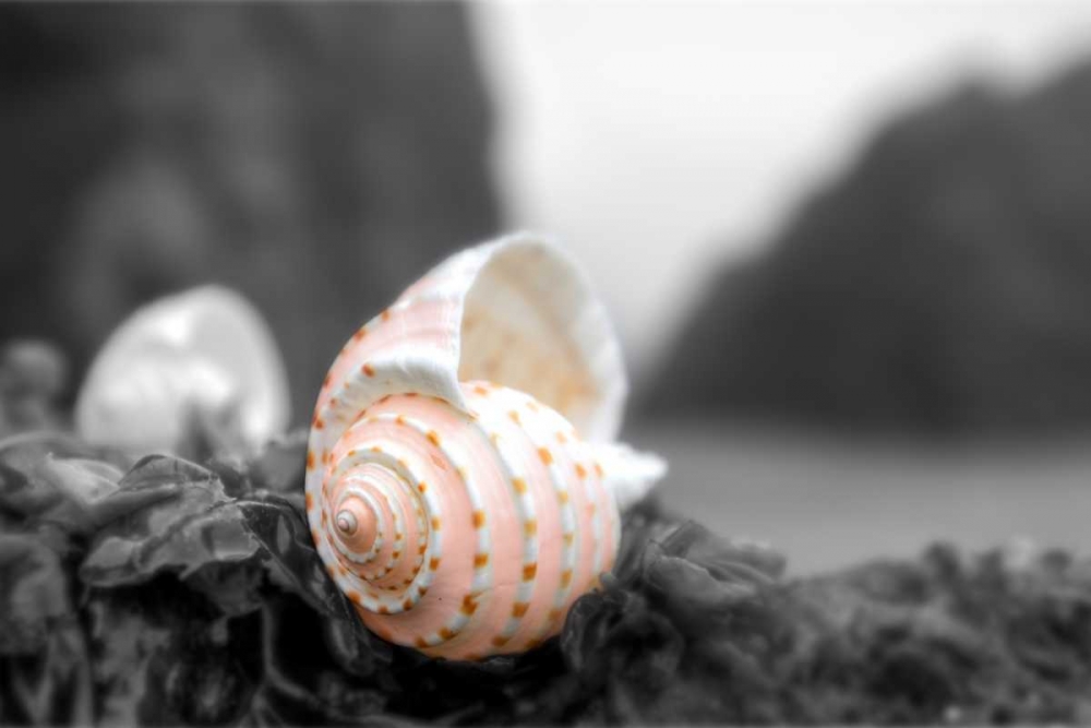 Cresent Beach Seashell #1A art print by Alan Blaustein for $57.95 CAD