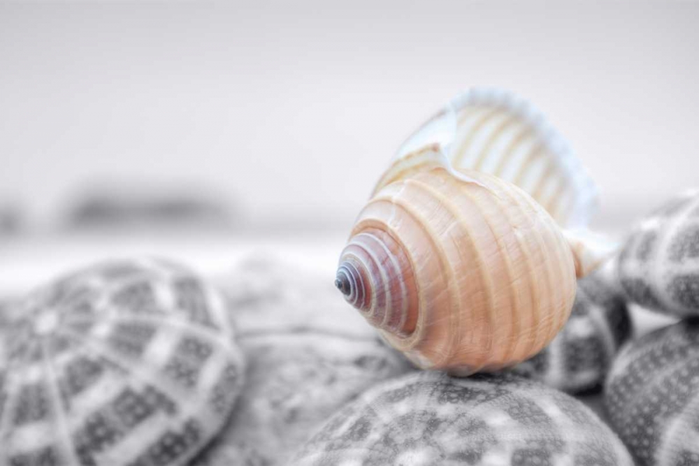 Crescent Beach Shells 15 art print by Alan Blaustein for $57.95 CAD
