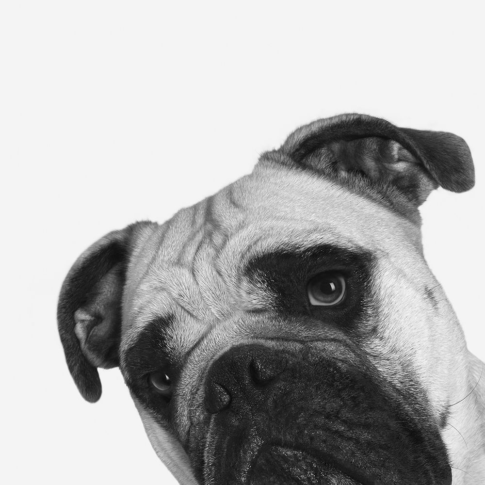 Qué Pasa? art print by Jon Bertelli for $57.95 CAD