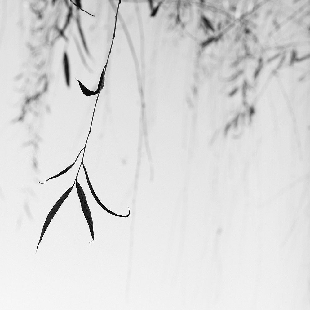 Willow Print No. 1 art print by Nicholas Bell for $57.95 CAD