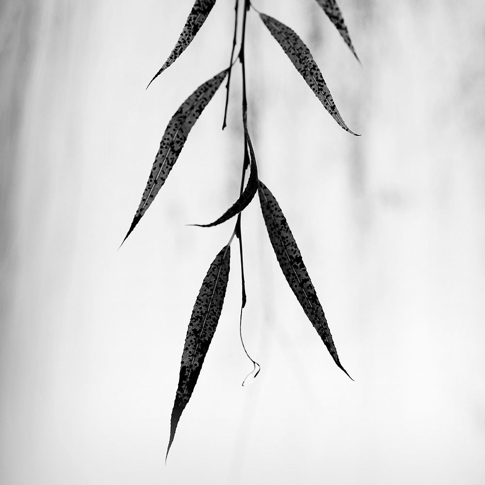 Willow Print No. 2 art print by Nicholas Bell for $57.95 CAD