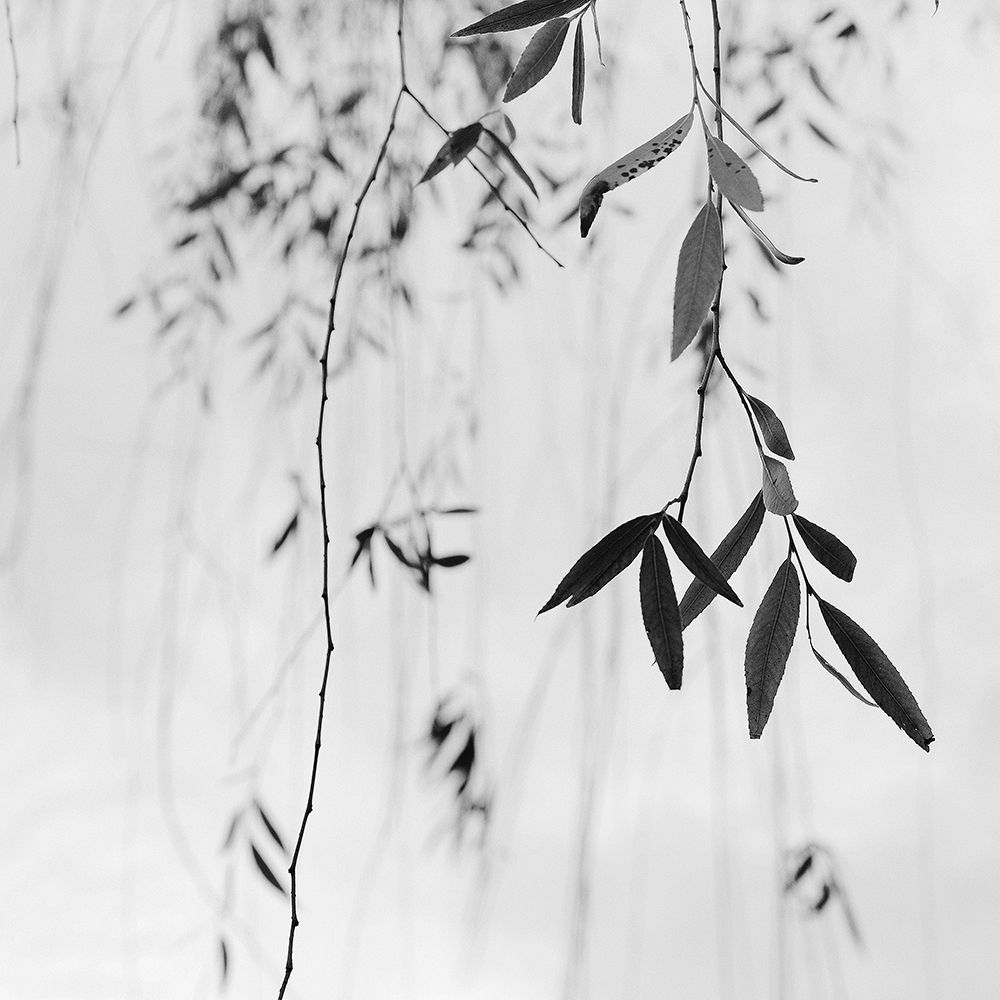 Willow Print No. 3 art print by Nicholas Bell for $57.95 CAD