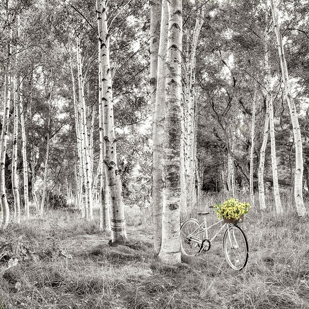Sunflower Bicycle Ride art print by Alan Blaustein for $57.95 CAD