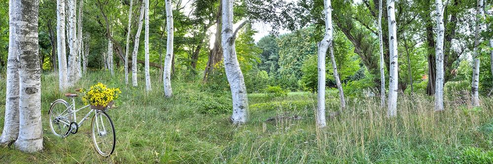 Sunflower Bike Ride No.4 art print by Alan Blaustein for $57.95 CAD