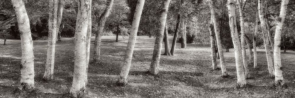 Birch Trees No.1 art print by Alan Blaustein for $57.95 CAD