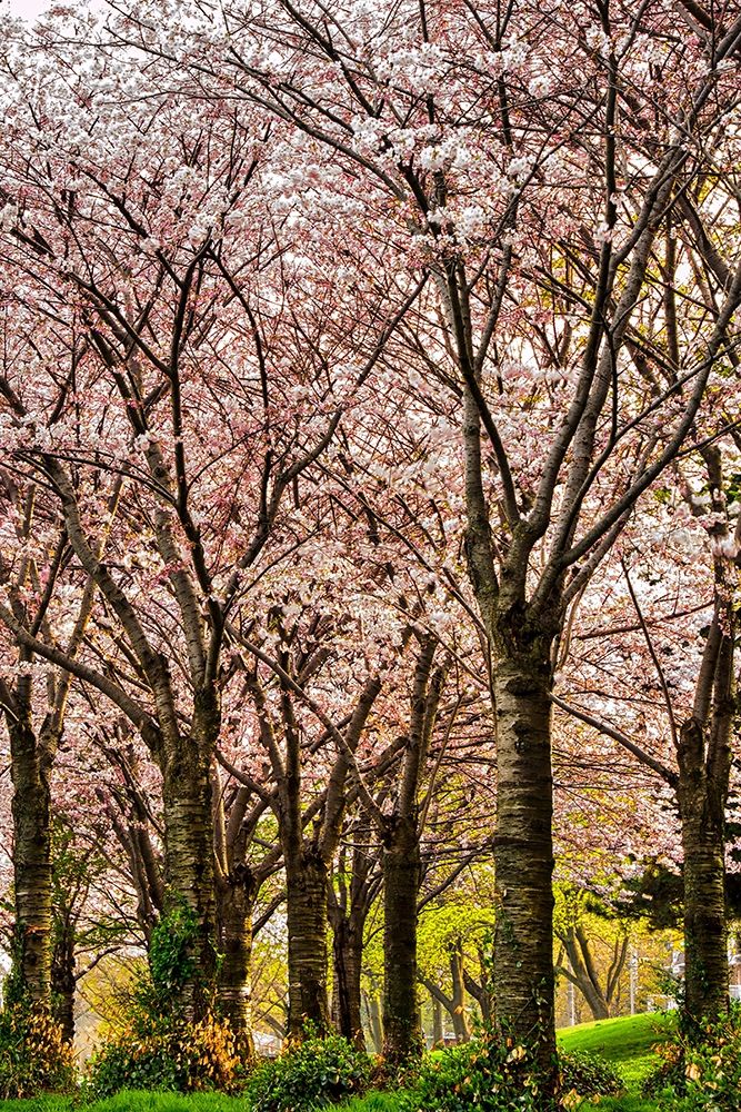 Cherries in Bloom art print by Chuck Burdick for $57.95 CAD