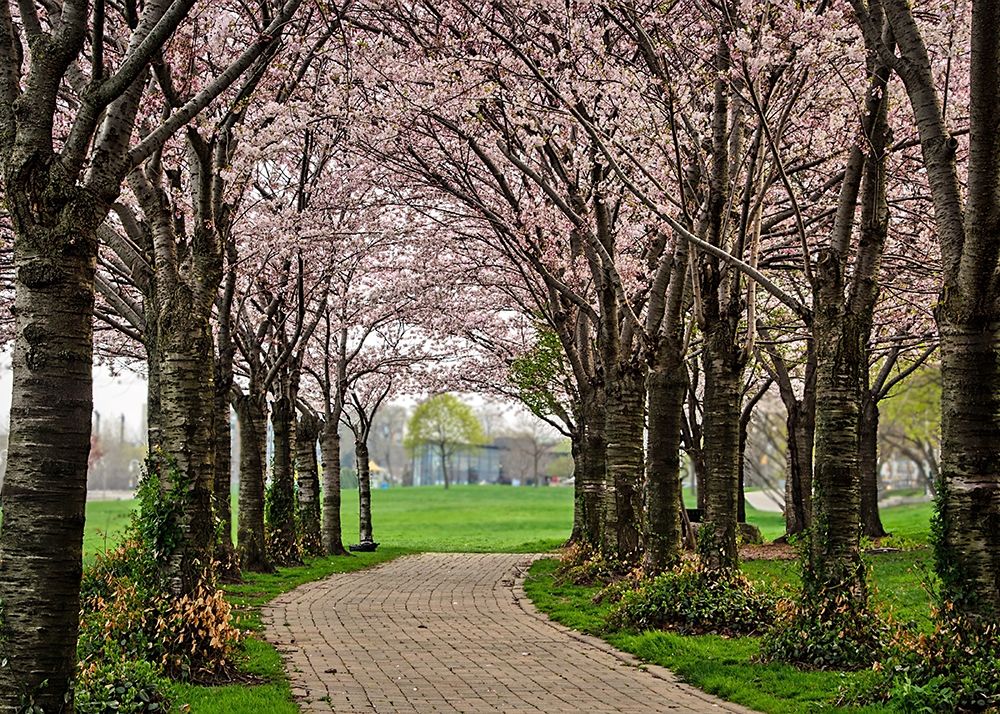 Cherry Blossom Path art print by Chuck Burdick for $57.95 CAD