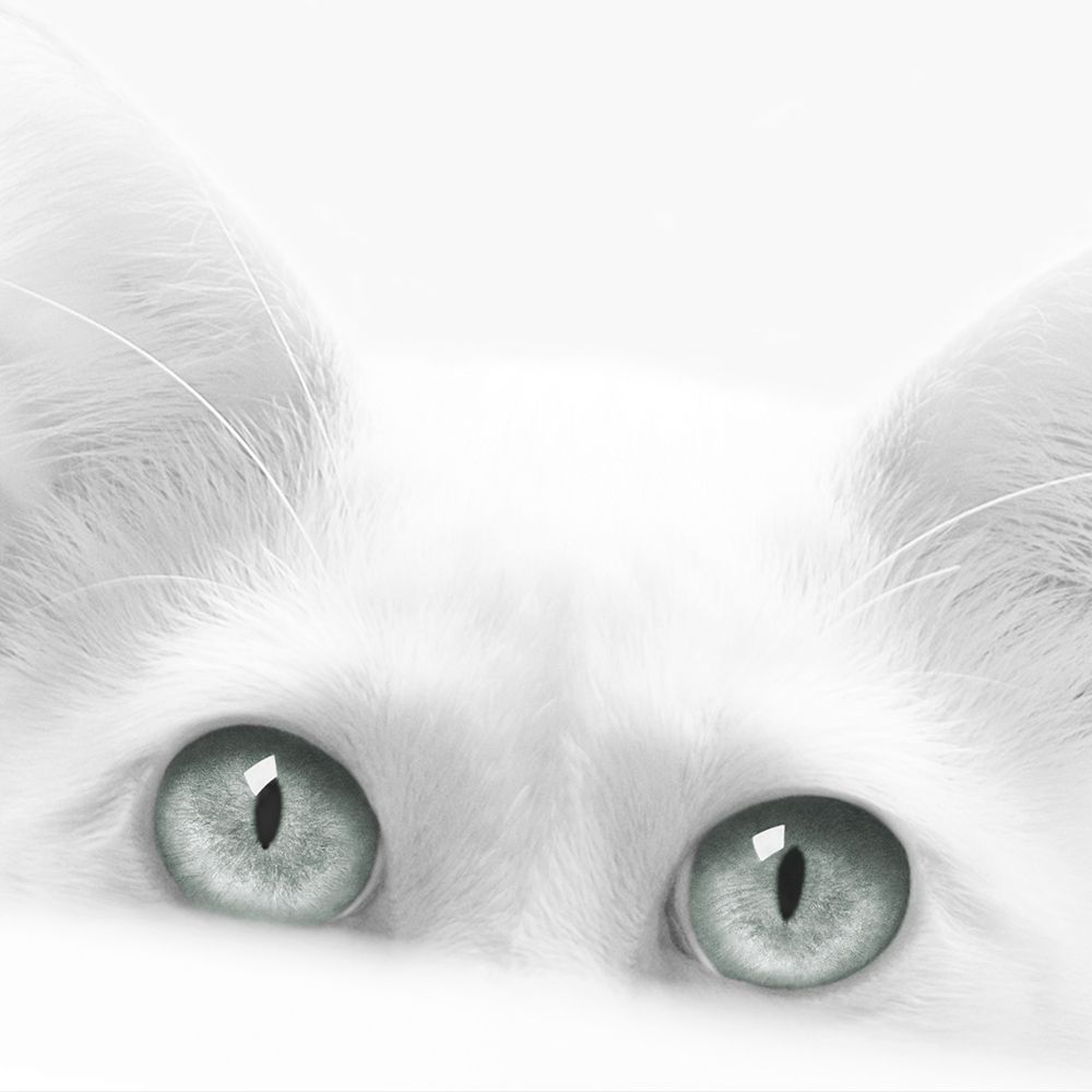 Diva art print by Jon Bertelli for $57.95 CAD