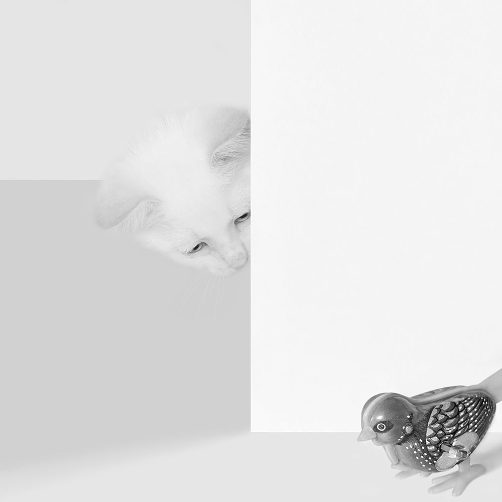 Peek a Boo art print by Jon Bertelli for $57.95 CAD