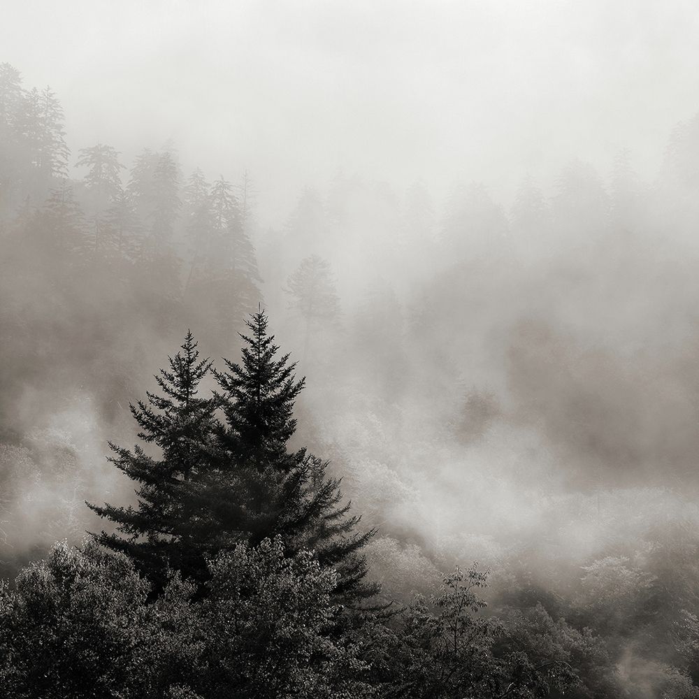 Rising Mist, Smoky Mountains art print by Nicholas Bell for $57.95 CAD