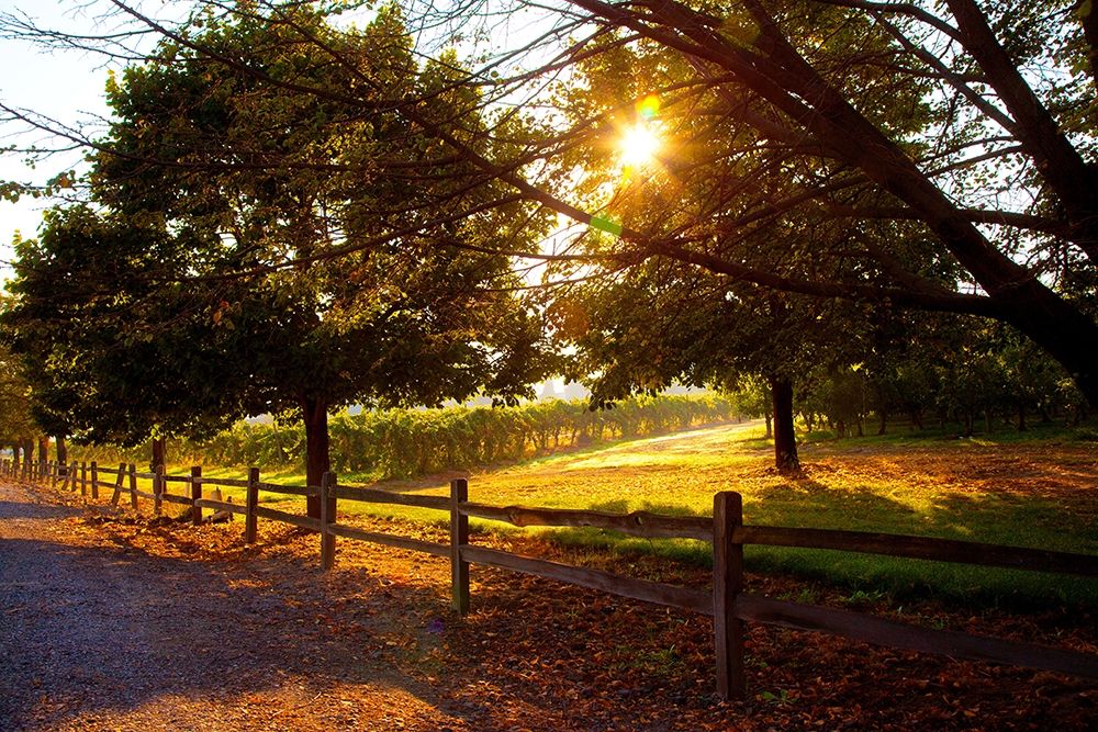 Dreamland Vineyard art print by Michael Broom for $57.95 CAD