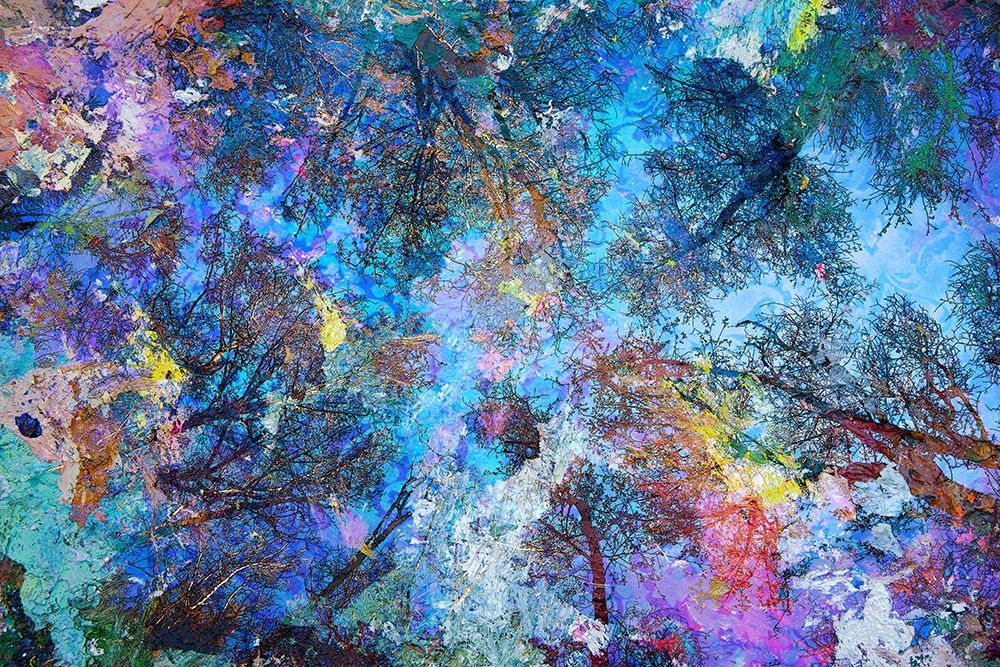 Dreaming up to the Trees art print by Michael Broom for $57.95 CAD