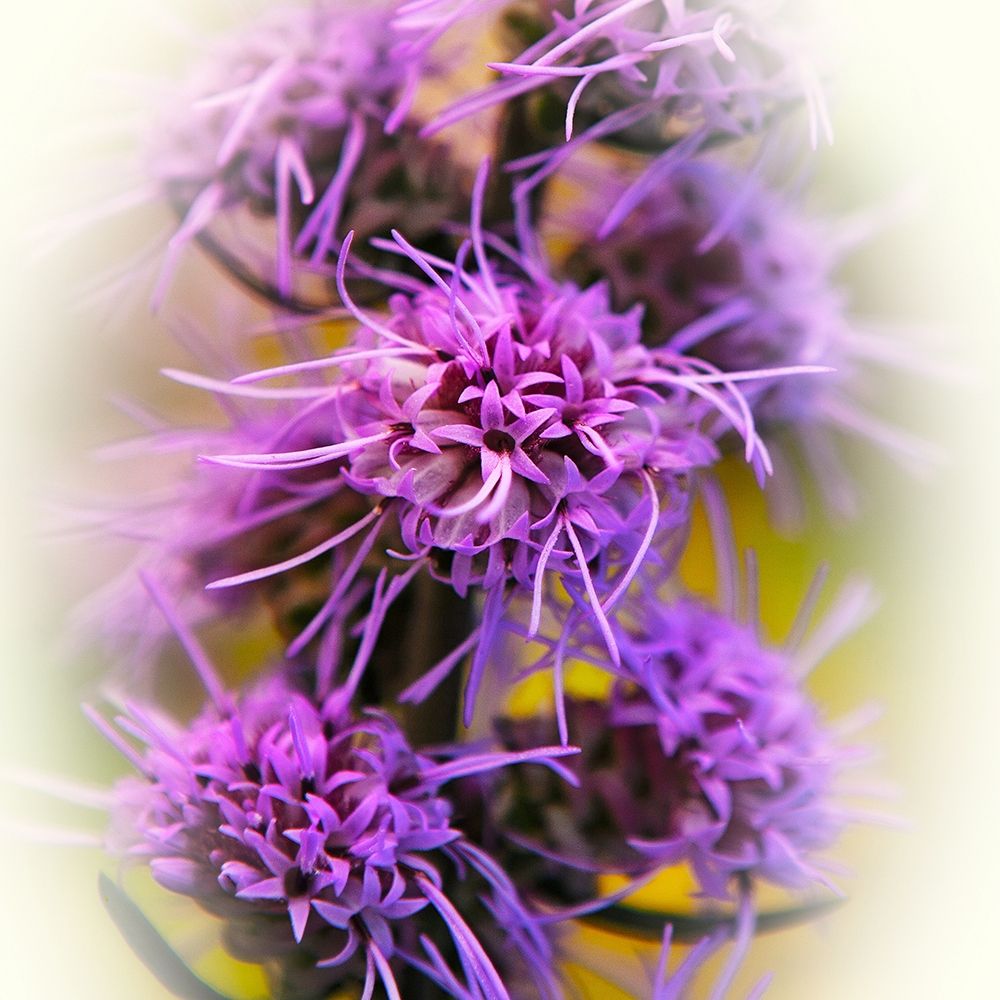 Meadow Flowers art print by Jan Bell for $57.95 CAD