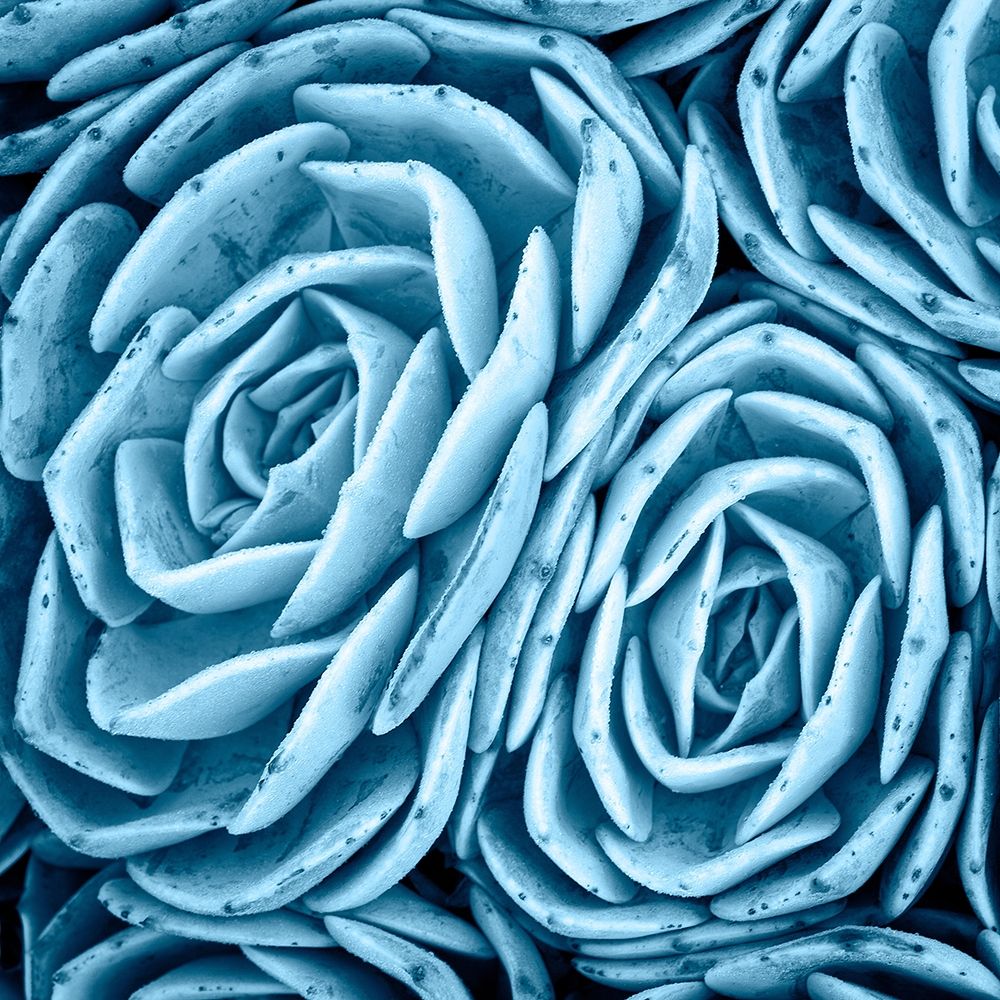 Nestled Succulents art print by Jan Bell for $57.95 CAD