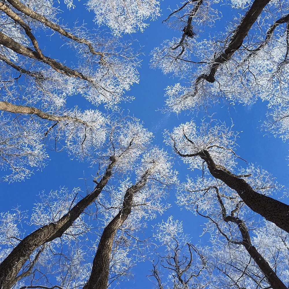 Reaching Skyward art print by Jan Bell for $57.95 CAD