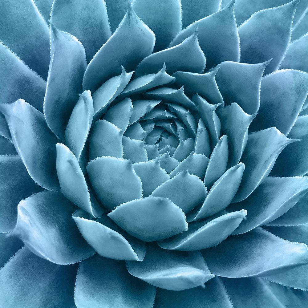 Silvery Blue Agave art print by Jan Bell for $57.95 CAD