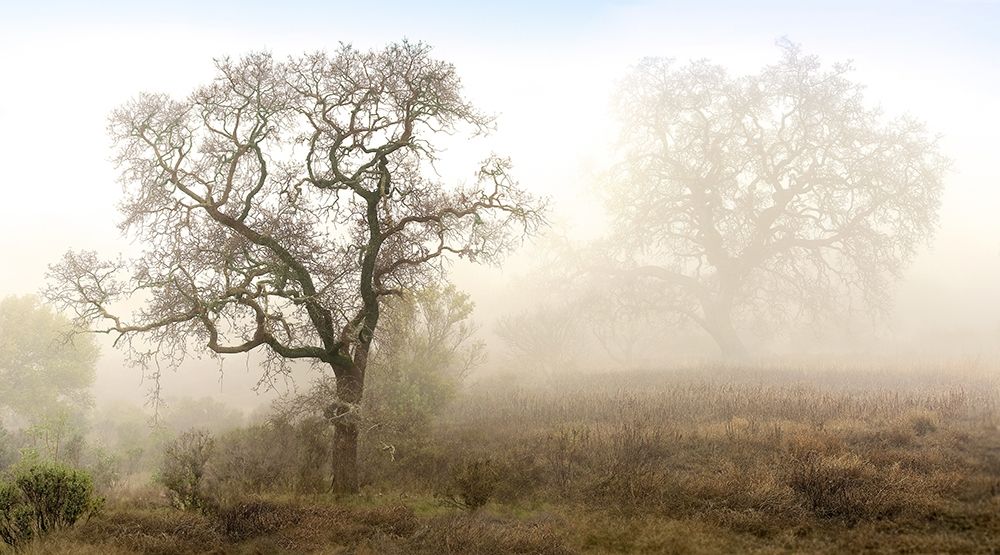 Sonoma Oak 1 art print by Alan Blaustein for $57.95 CAD