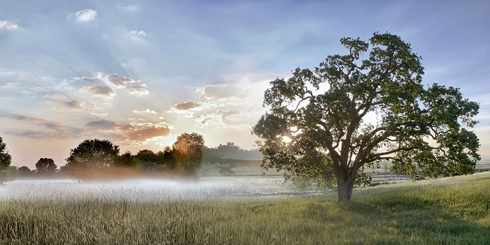 Sonoma Oak 3 art print by Alan Blaustein for $57.95 CAD