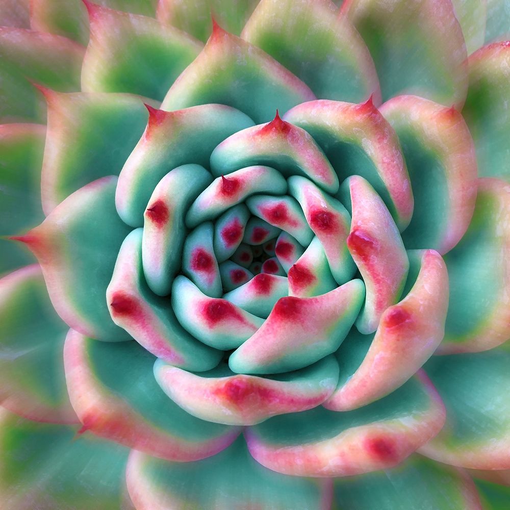 Deep Red Tips art print by Jan Bell for $57.95 CAD