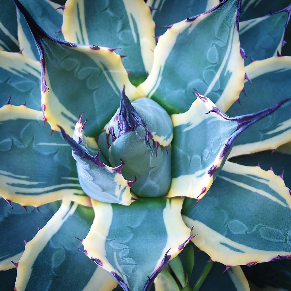Elegant Thorns art print by Jan Bell for $57.95 CAD