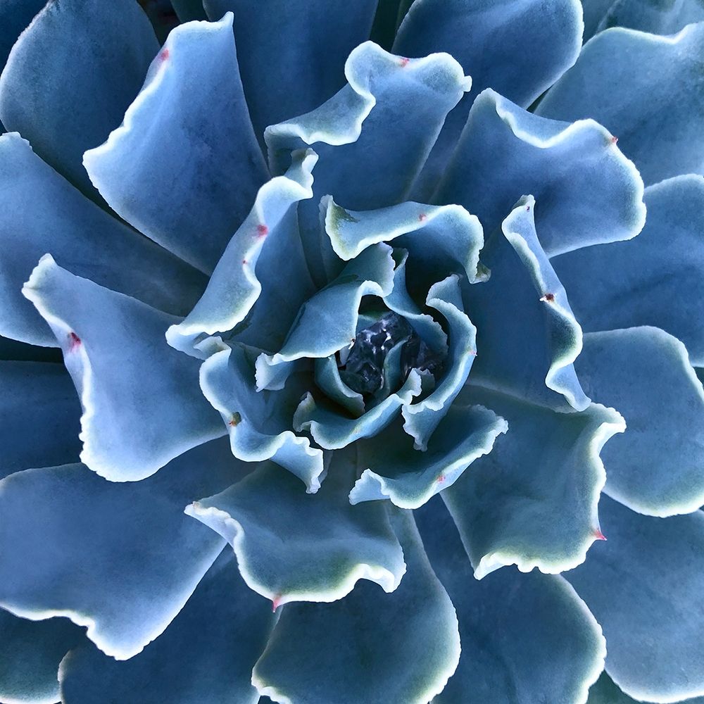 Ruffled Edges art print by Jan Bell for $57.95 CAD