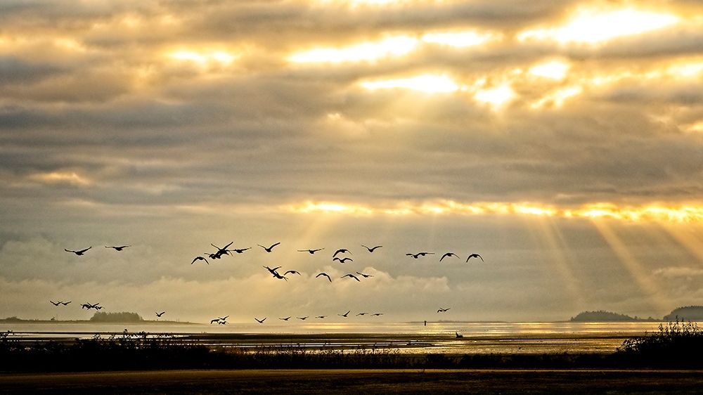 Sunrise on The Estuary art print by Chuck Burdick for $57.95 CAD