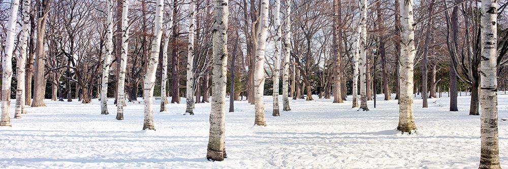 Hokkaido 4 art print by Alan Blaustein for $57.95 CAD