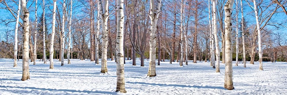 Hokkaido 1 art print by Alan Blaustein for $57.95 CAD