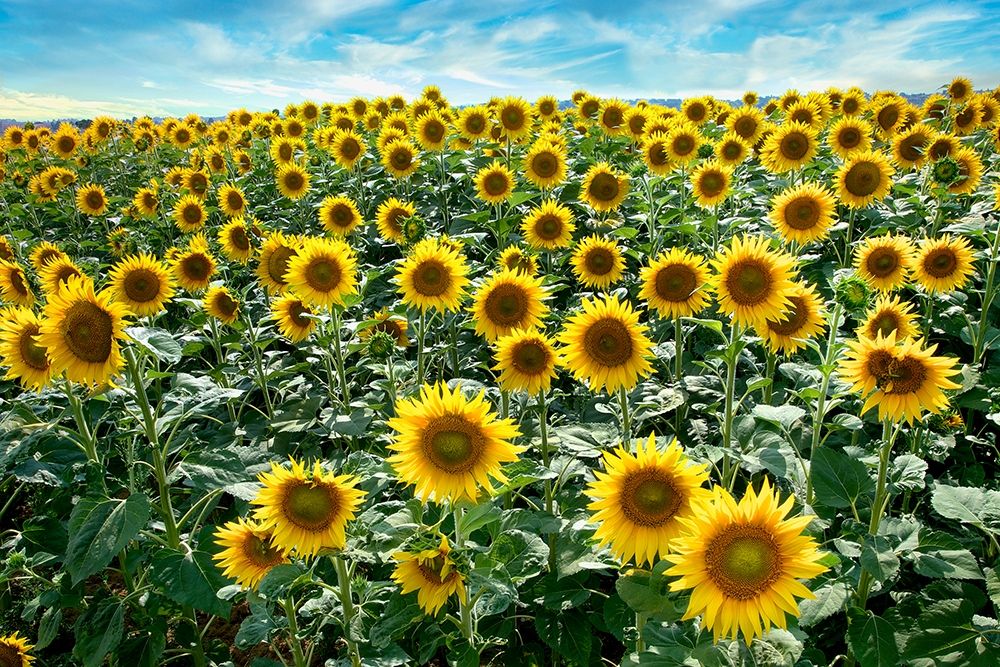 Cotona Sunflowers #1 art print by Alan Blaustein for $57.95 CAD