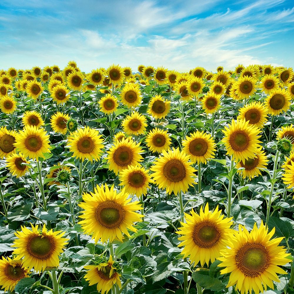 Cortona Sunflowers #2 art print by Alan Blaustein for $57.95 CAD