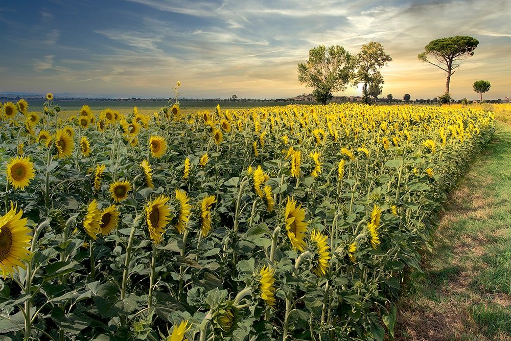 Cotona Sunflowers #3 art print by Alan Blaustein for $57.95 CAD