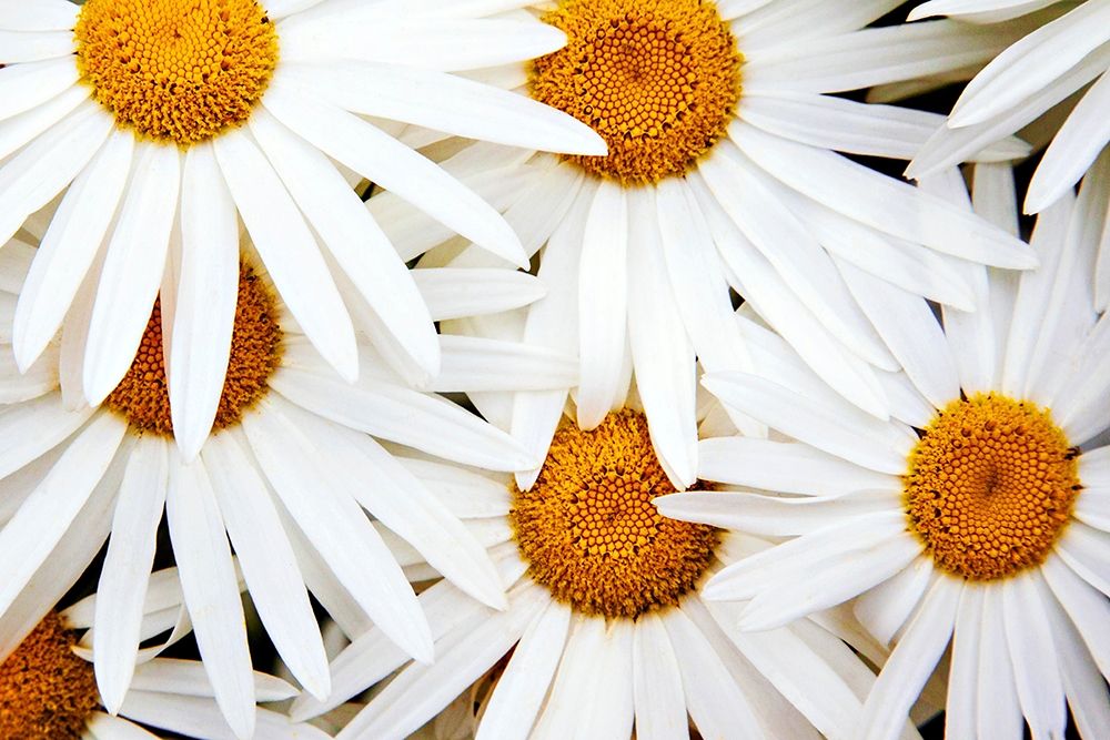 Daisy Splash art print by Michael Broom for $57.95 CAD
