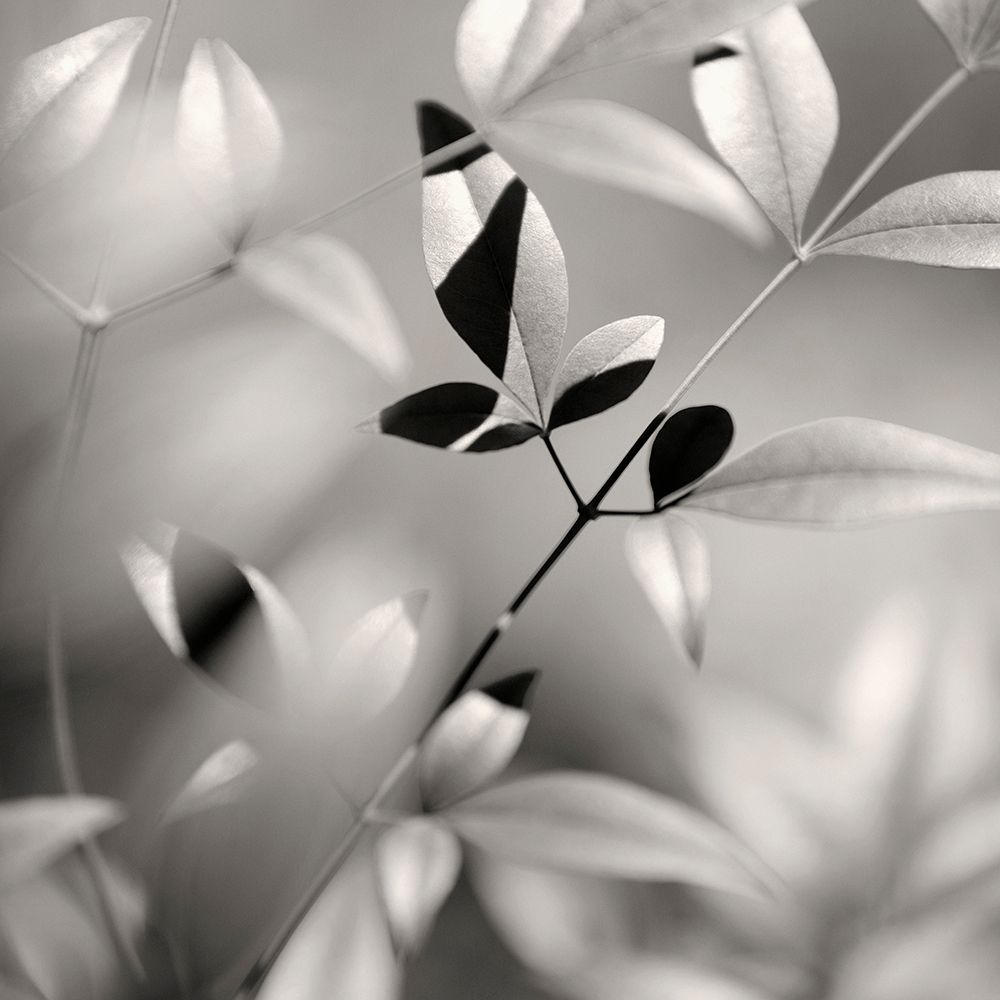 Botanical Study No. 5 art print by Nicholas Bell for $57.95 CAD