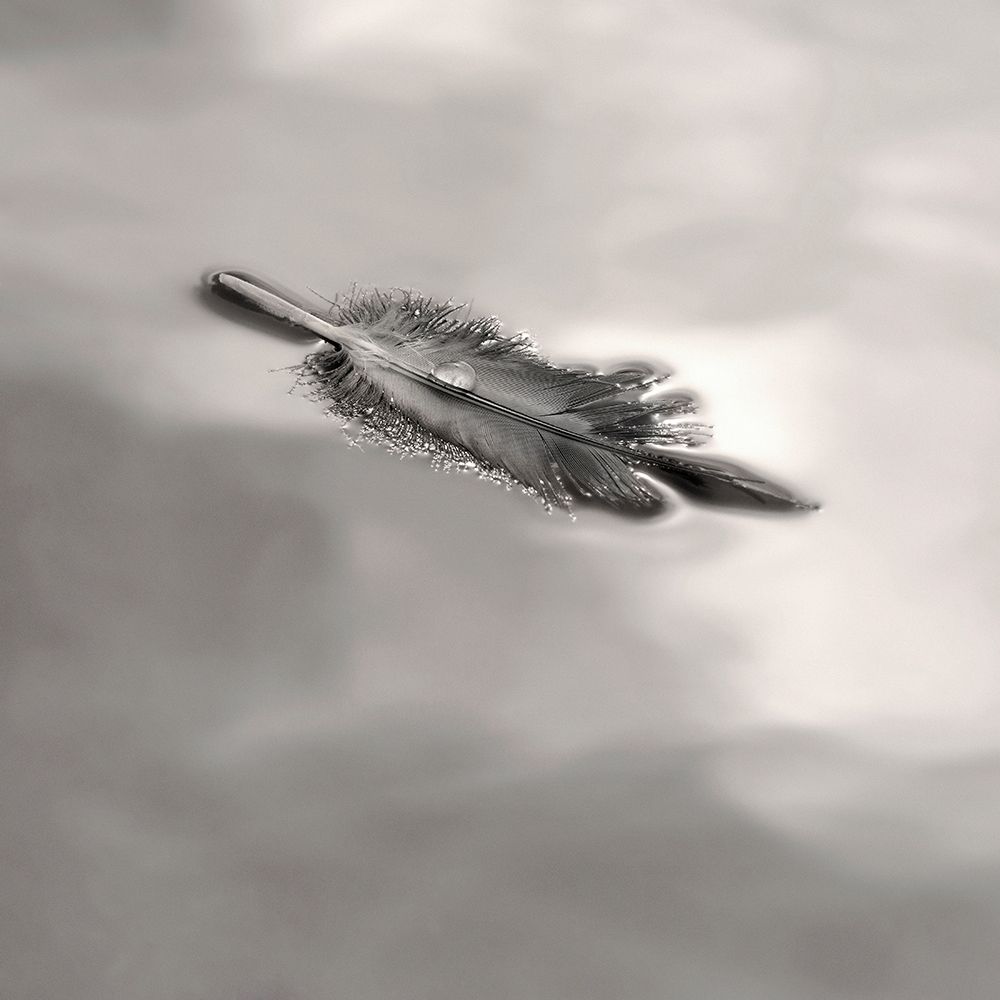 Feather on Liquid Sky art print by Nicholas Bell for $57.95 CAD