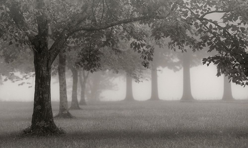 Trees In Early Autumn art print by Nicholas Bell for $57.95 CAD