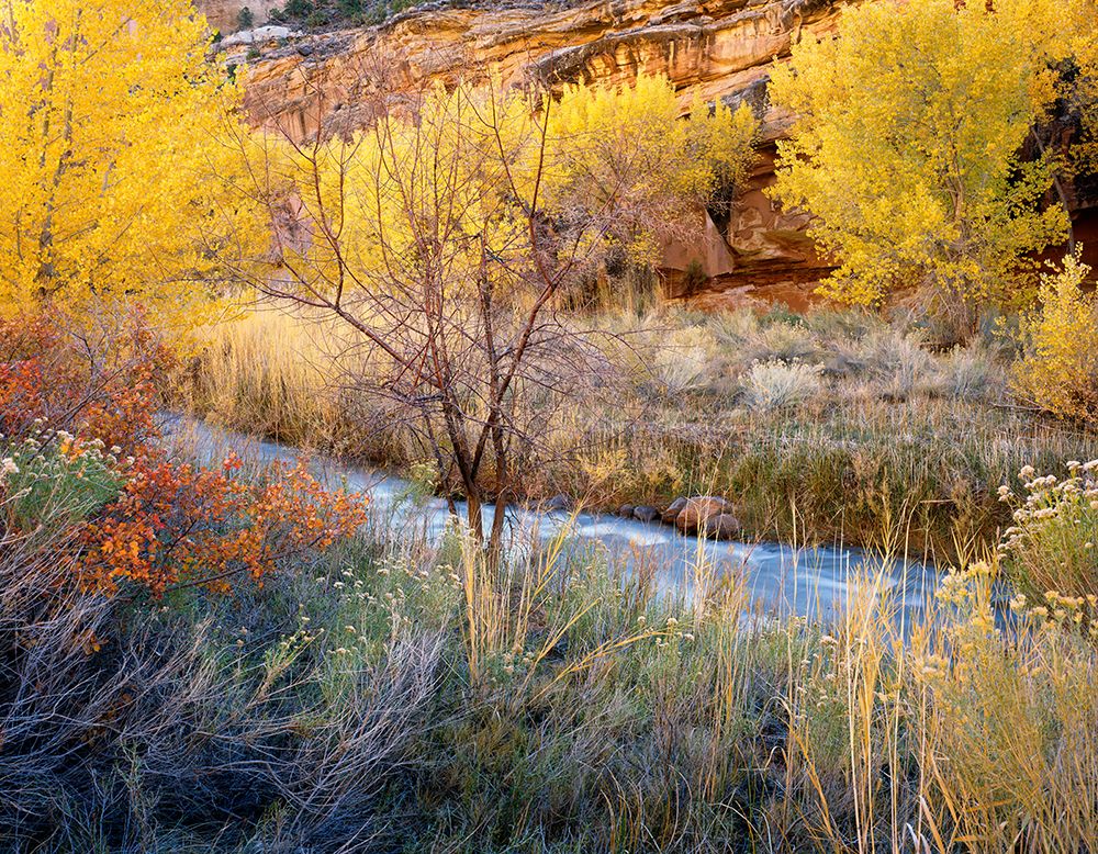 Autumn Chaos Along The Fremont art print by Jim Becia for $57.95 CAD
